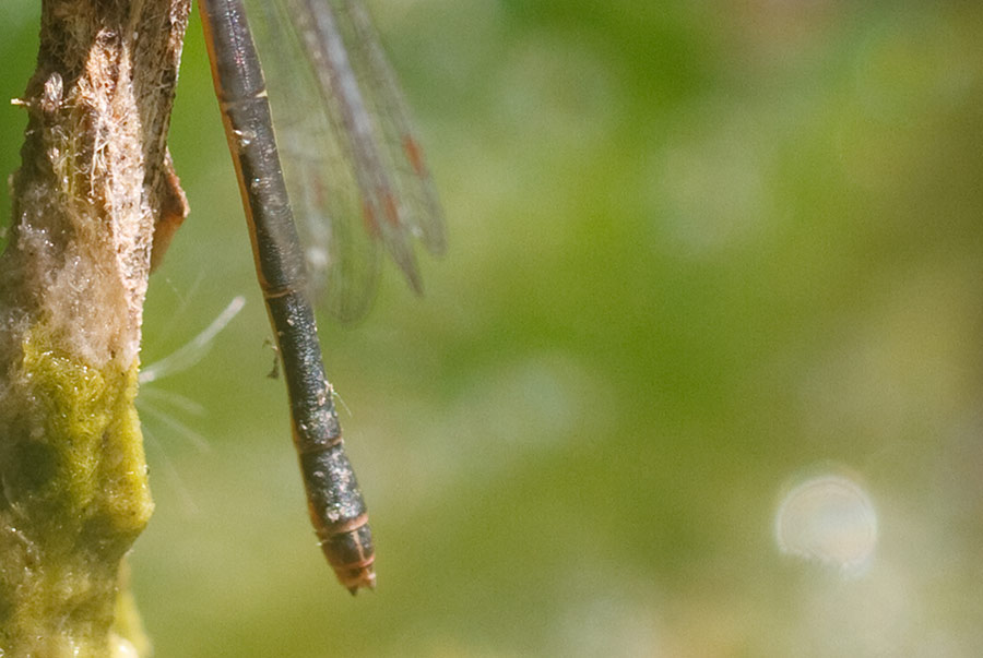 Ceriagrion tenellum, femmina forma scura